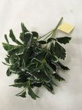 PE Black Olive Artificial Plant for Home Decoration (50105)