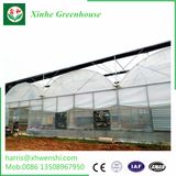 Hydroponics for Garden Vegetables in Greenhouse