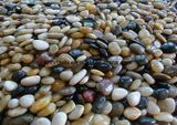 Colorful Natural River Cobble & Pebble Stone for Landscape / Garden Paving
