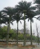 12 Meter out Door Artificial Roystonea Regia Palm Tree for Garden Decoration