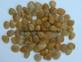 Polished River Stone Yellow Pebble Cobble Stone for Decoration, Construction, Landscape