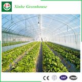 High-Quality Glass Multi-Span Greenhouse, Arch-Type