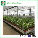Glass/Hollow Tempered Glass Aluminum Green House for Agriculture/Commercial