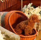 (BC-PK1010) High Quality Handmade PE Imitation Rattan Pet Kennel