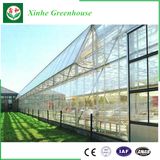 Galvanized Steel Structure Glass Cover Used Commercial Greenhouses