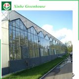 Multi-Span Greenhouse