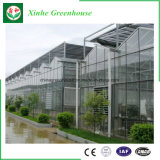 Commercial Glass Greenhouse for Seeding