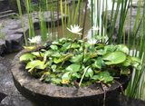 Granite Garden Stone Planter /Stone Vase/Flower Pot