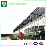 Economic Multi-Span Glass Greenhouse for Tomato