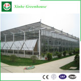 Factory Price Glass Greenhouse with Hydroponic System for Agriculture