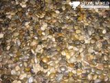 Mixed Colorful Natural Pebble Stone on Mesh for Indoor Decoration