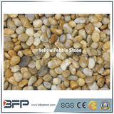 High Quality Yellow Pebble Stone & Cobble
