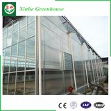 Galvanized Steel Structure Glass Greenhouse for Vegetable Growing
