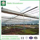 Commercial Hydroponics System for Tomato Crop
