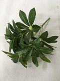 PE Green Schefflera Artificial Plant for Home Decoration (50103)