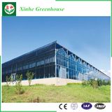 Steel Structure Greenhouse for Ecological Restaurant