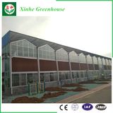 Experienced and Elegant Multi-Span Tunnel Glass Green House