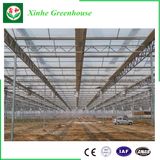 Multi Span Glass Greenhouse for Vegetables/Flowers