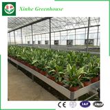 High Transmittance Venlo Roof Glass Greenhouse for Agriculture