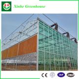 Agticulture Glass Vegetable Greenhouse for Sale