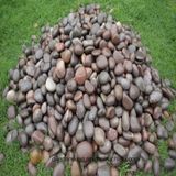 Colorful Beach Pebble