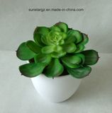 PE MID Echeveria Artificial Plant for Home Decoration (50155)