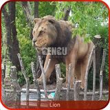 Zoo Decoration Life Size Animal Statues