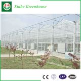 China Supplier Low Cost Glass Greenhouse for Commercial