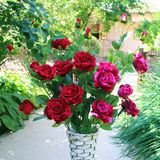 Velvet Rose Artificial Flower Fro Wedding Decoration