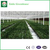 Vegetable Greenhouse